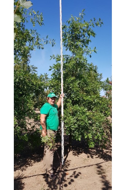 Дуб болотяний в полі