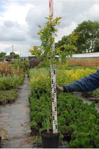 Дуб болотяний в горщику 100-110 см