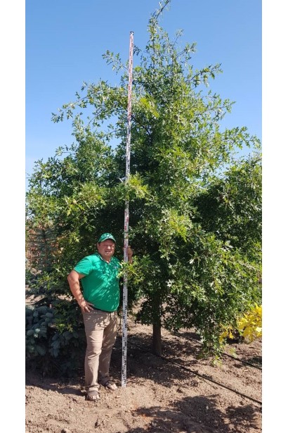 Дуб болотний іспанський