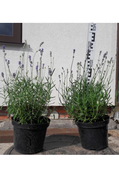Лаванда вузьколиста Манстед саджанці в контейнері 3 л 20-25 см
