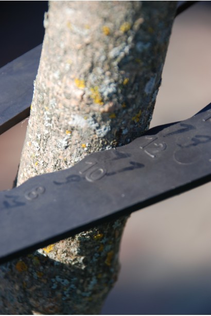 Клен польовий Нанум обхват стовбура 10-12 см