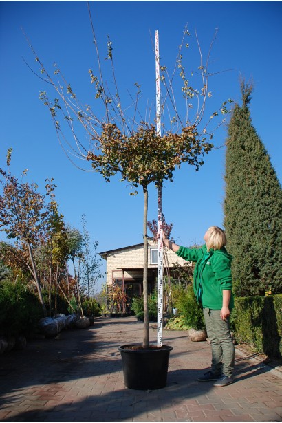 Клен польовий Нанум на штамбі в садовому центрі