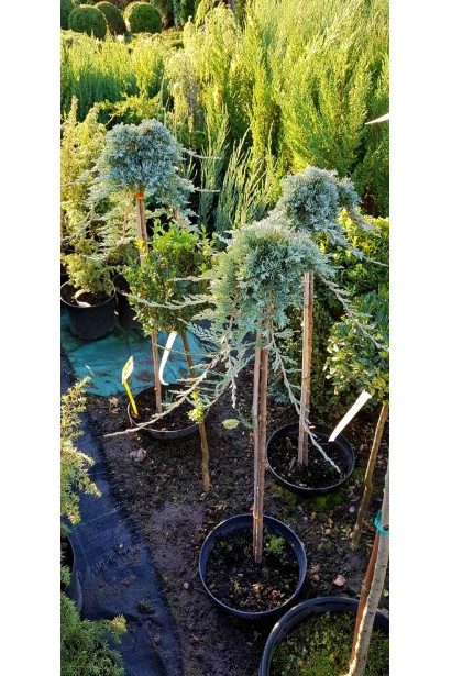 Ялівець розпростертий Вілтоні на штамбі саджанці в контейнерах в садовому центрі