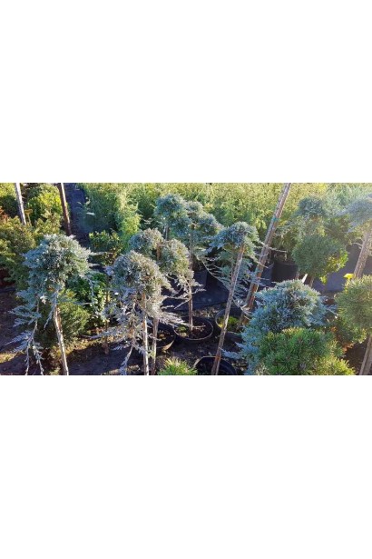 Juniperus horizontalis Wiltonii on shtambe