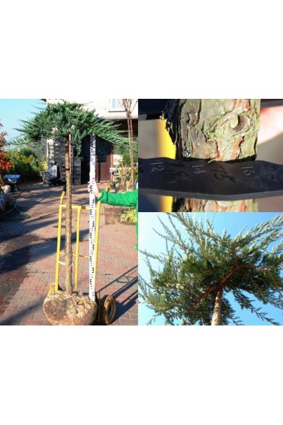 Штамбова форма Ялівця горизонтального Вілтоні 