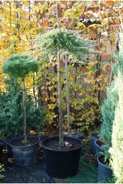 Ялівець сланкий Вілтоні щеплений на штамбі