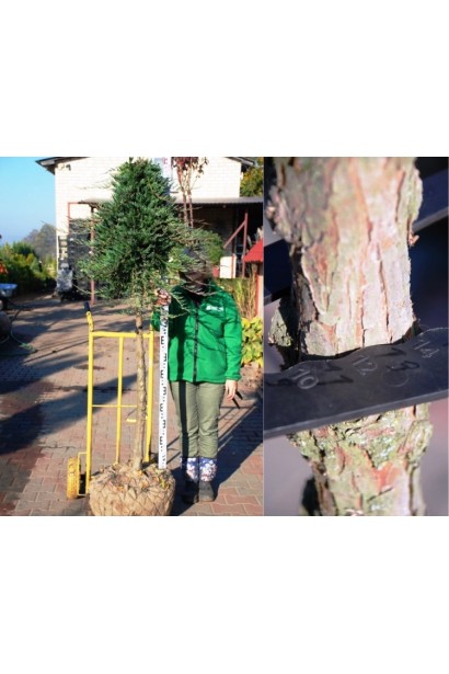 Ялівець Вілтоні на штамбі обхват стовбура 12-14 см