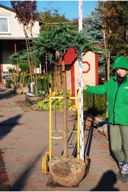 Ялівець горизонтальний Вілтоні на штамбі з комом землі в мішковині