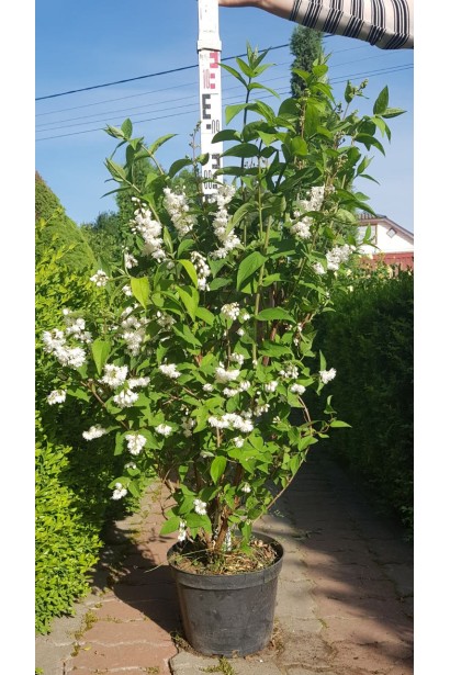 Дейція Прайд оф Рочестер в горщику 5 л 80-100 см