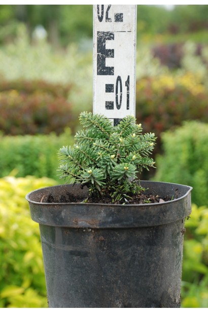 Саженец пихты корейской Брилант: миниатюрный сорт с густой хвоей.