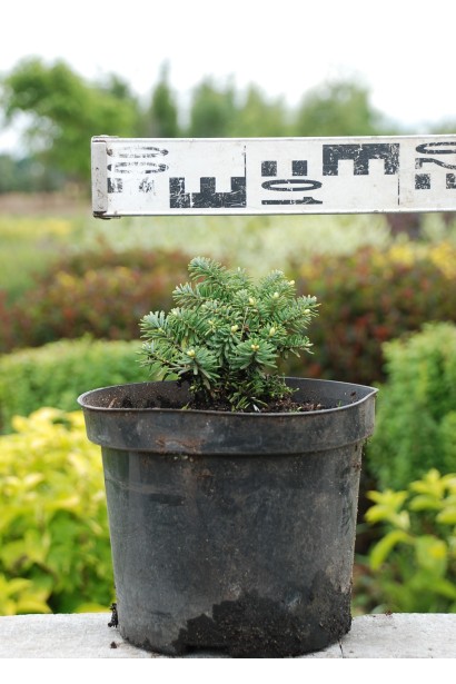 Саженец пихты Брилант: долговечное растение для украшения альпийских горок и клумб.