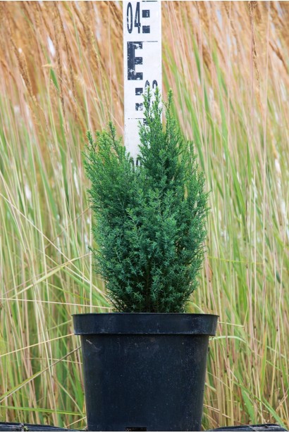 Кипарисовик Сноу Вайт саджанець 20-30 см