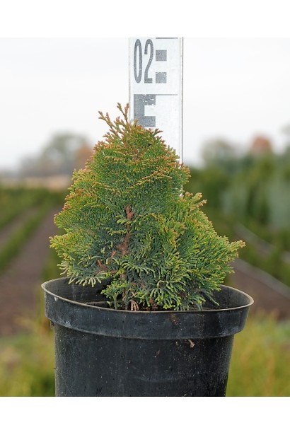 Кипарисовик тупий Нана Грациліс 15-20 см