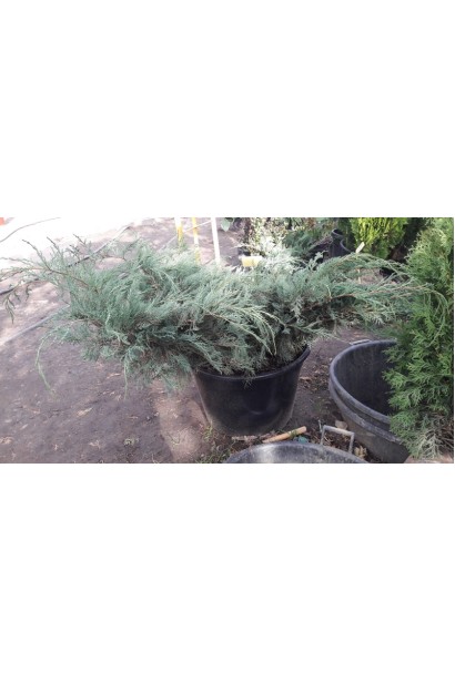  Juniperus media Pfitzeriana Glauca