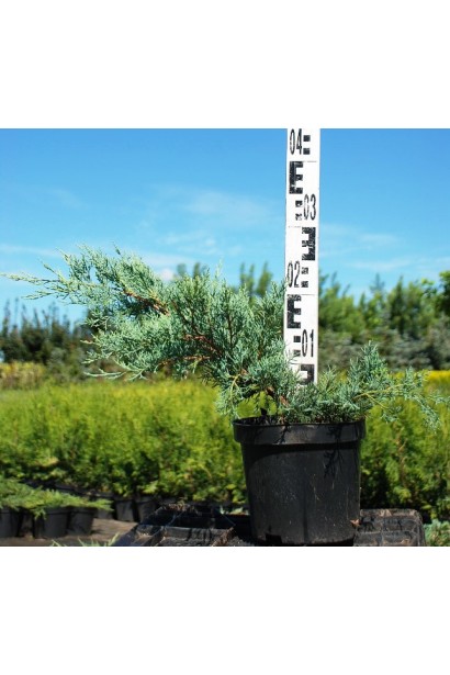 Ялівець середній Пфітцеріана Глаука - 5л/20-30/Ø40-60см