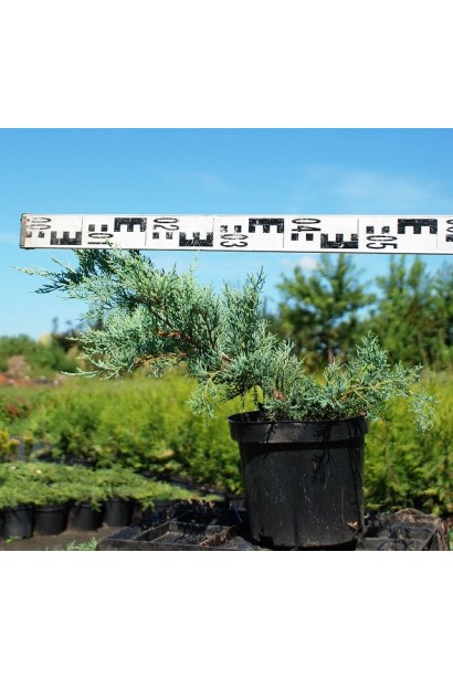 Ялівець середній Пфітцеріана Глаука - 5л/20-30/Ø40-60см
