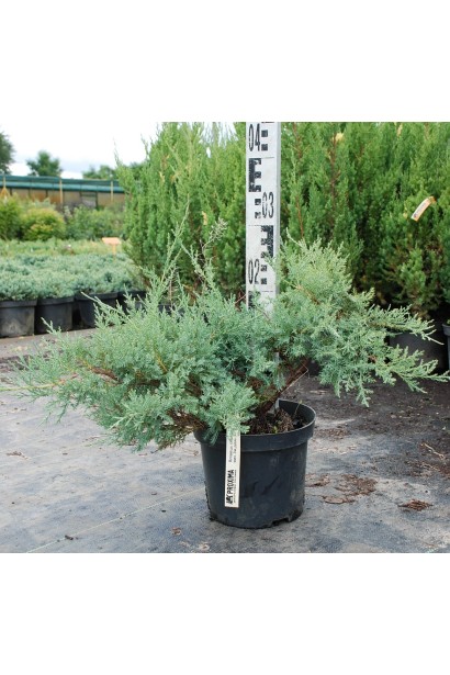 Ялівець середній Пфітцеріана Глаука - 5л/20-30/Ø40-60см