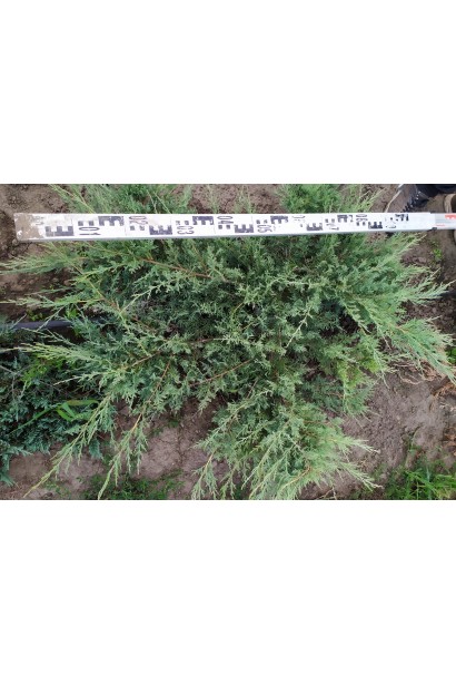 Ялівець середній Пфітцеріана Глаука в полі розсадника проксіма