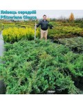 Можжевельник средний Пфитцериана Глаука | Ялівець середній Пфітцеріана Глаука | Juniperus media Pfitzeriana Glauca