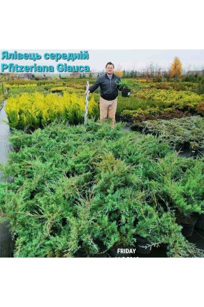Ялівець середній Пфітцеріана Глаука Проксіма