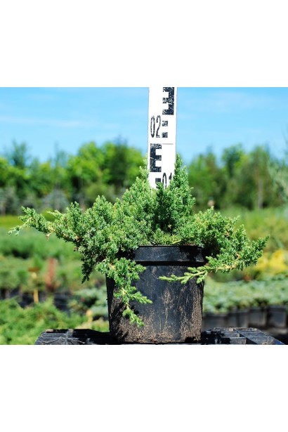 Можжевельник лежачий Нана в горшке 3 л, высота 10-15 см