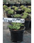 Можжевельник лежачий Нана | Ялівець лежачий Нана | Juniperus procumbens Nana
