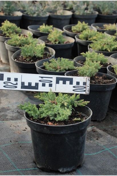 Можжевельник лежачий Нанав контейнере 3 л, диаметр 15-20 см