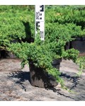 Можжевельник лежачий Нана | Ялівець лежачий Нана | Juniperus procumbens Nana