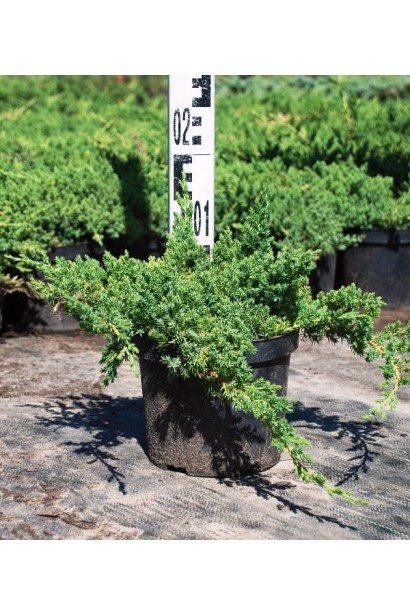 Можжевельник лежачий Нана саженец С3 высота 10-15 см