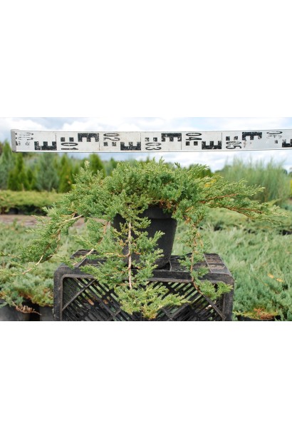 Можжевельник стелющийся Нана диаметр кроны 50-60 см