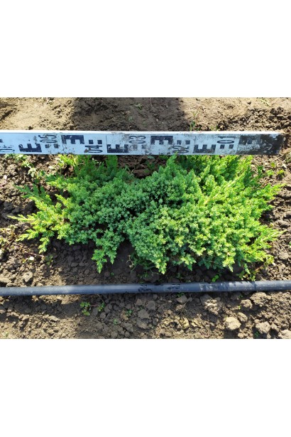 Можжевельник лежачий Нана на поле в питомнике, диаметр 50-60 см