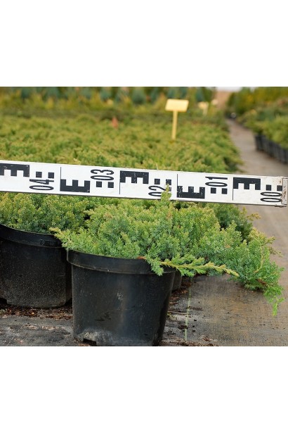 Можжевельник лежачий Нана - саженцы в садовом центре