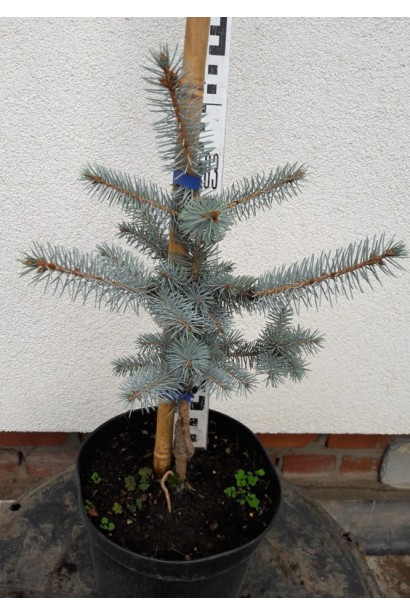 Ель колючая Эдит саженец С3 30-40 см