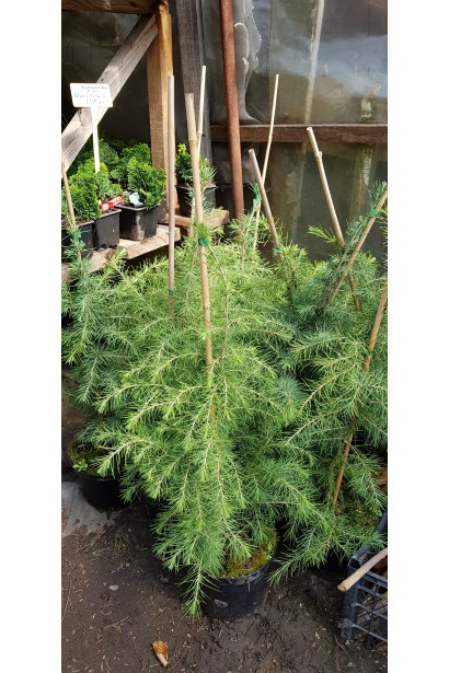 Саджанці кедра гімалайського в садовому центрі