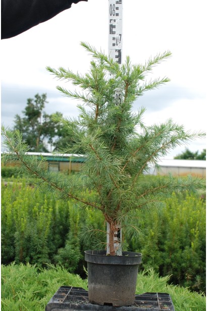 Кедр гімалайський контейнер 5 л 60-70 см