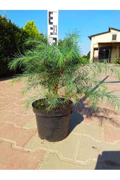 Гімалайський кедр в контейнері