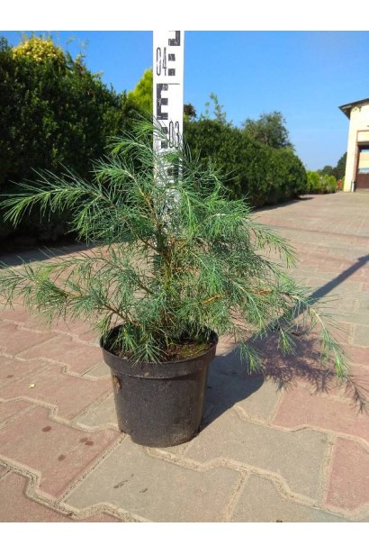 Кедр гімалайський контейнер 3 л  висота 20-30 см