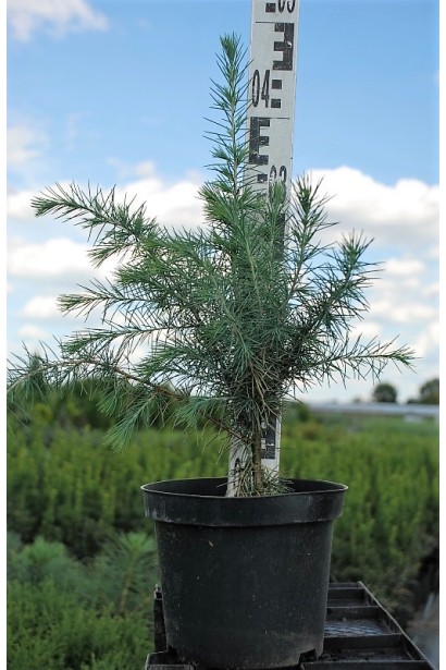 Кедр гімалайський С3 30-40 см