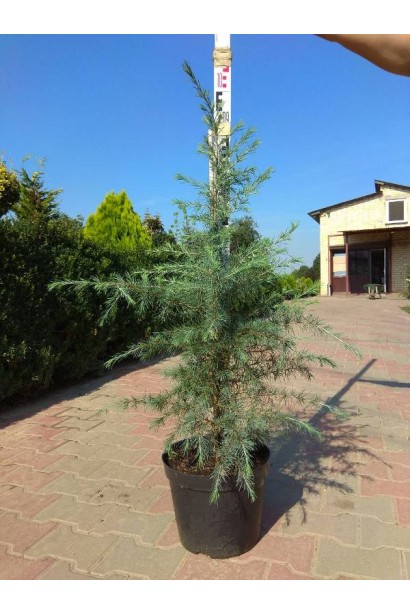 Кедр гімалайський саджанець С5 80-100 см