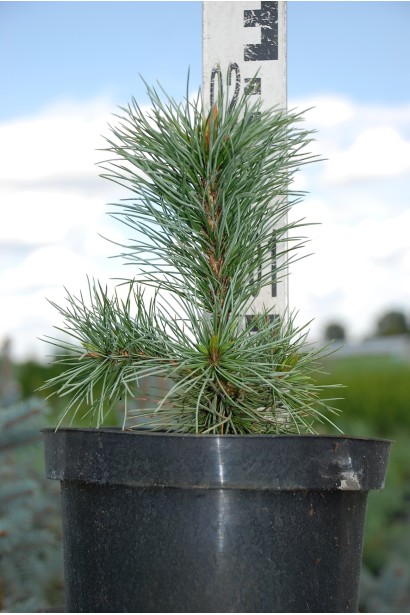 Сосна остиста молодий саджанець в контейнері