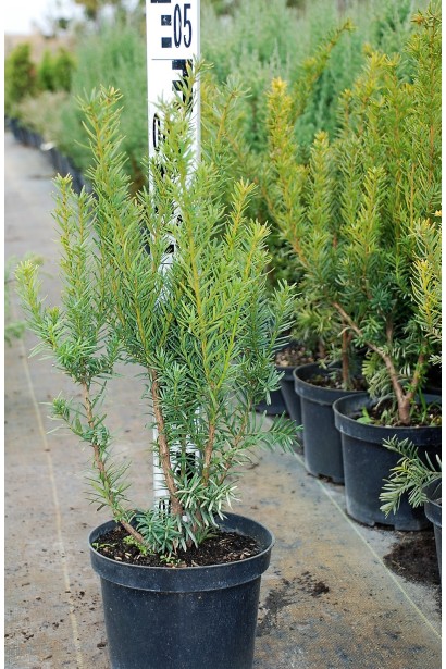 Тис Дензиформис – элегантный выбор для ландшафтного дизайна.