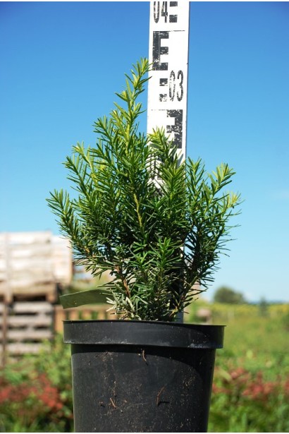 Тис средний Дензиформис – 5л/30-40см/15-20см