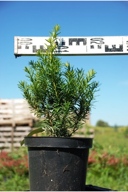 Тис средний Дензиформис – 5л/30-40см/15-20см