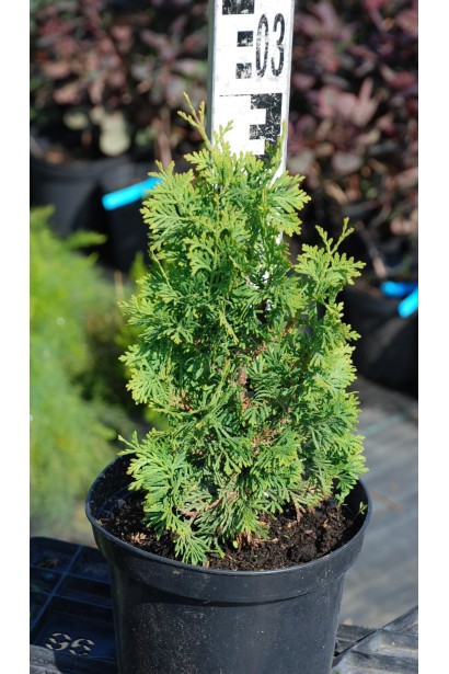 Туя Дегрут Спайр – 3л/30см/15-20см