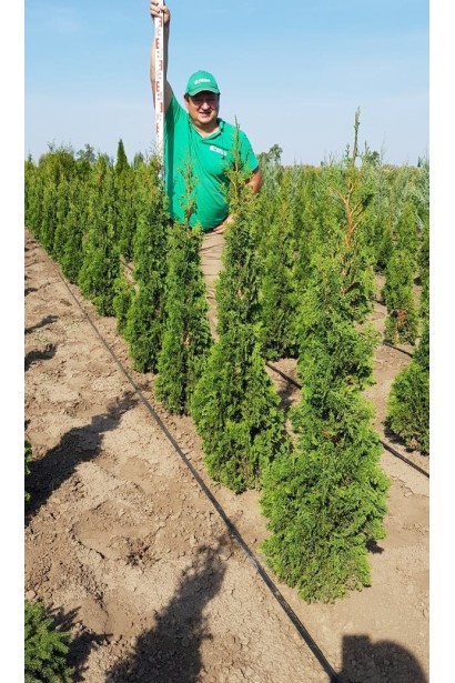 Туя западная Дегрут Спайр в питомнике