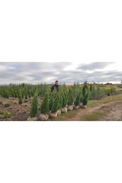 Туя западная Дегрут Спайр