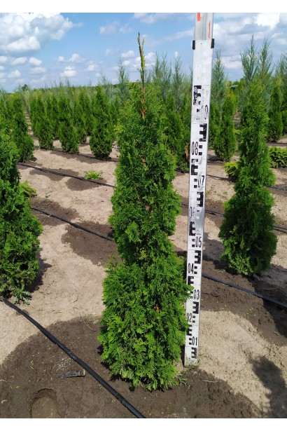 Туя западная Дегрут Спайр - ком25кг/вис.80-100см/Ø17-22см