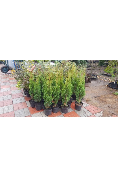 Туя западная Дегрут Спайр