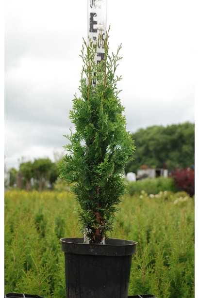 Туя Западная Дегрут Спайр в контейнере