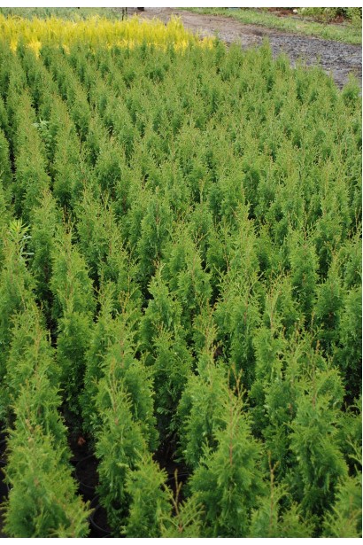Thuja occidentalis Degroot Spire 